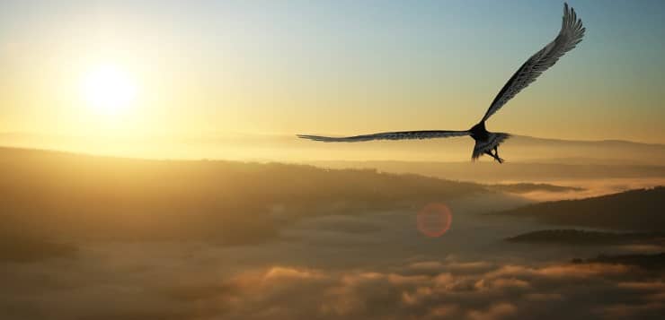 Eagle flying in the clouds at dawn