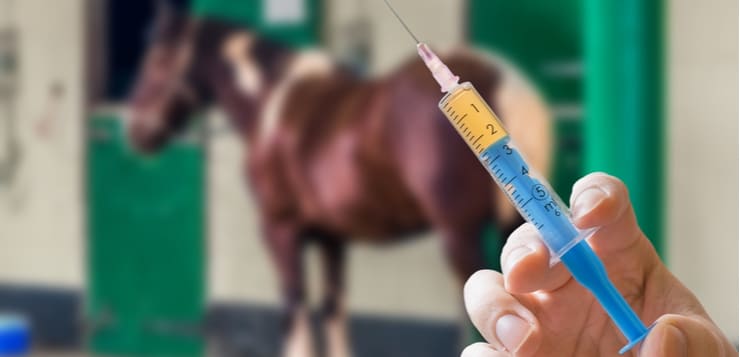 horse drug injection